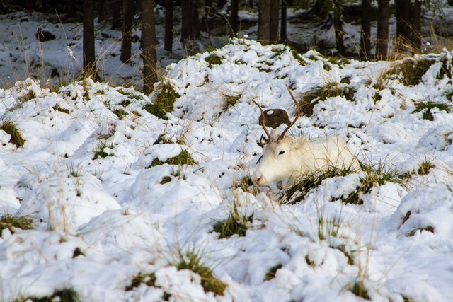 Valkoinen poro, Kuusamo. Kuva: Niko Saarinen Photography